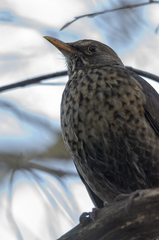 Turdus merula