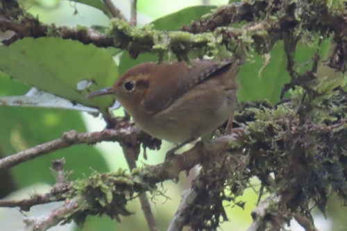 Ochraceous Wren (Troglodytes ochraceus), photo 6