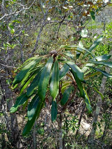 Pittosporum collinum observed 2024-01-29