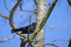 Turdus merula