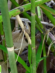 Pseudacris triseriata