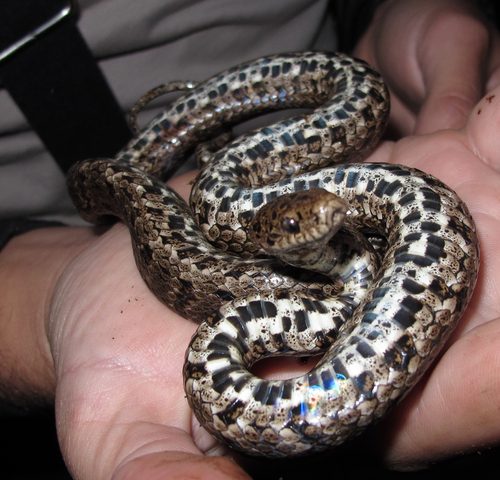 Photo of a James Peters's Snail-eater (Dipsas jamespetersi)