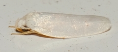 Antaeotricha albulella