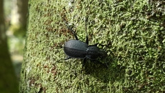 Carabus vinctus