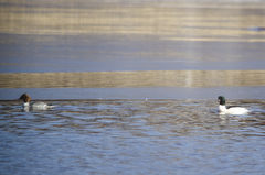 Mergus merganser