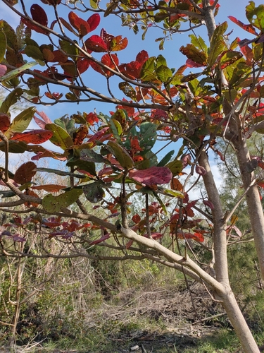 Terminalia catappa