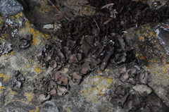 Dermatocarpon miniatum