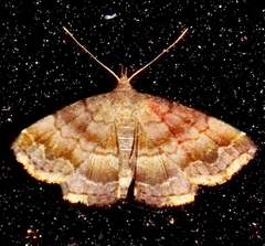 Phalaenostola larentioides