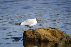 Chroicocephalus ridibundus