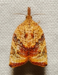 Platynota flavedana