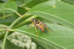 Spilomyia alcimus