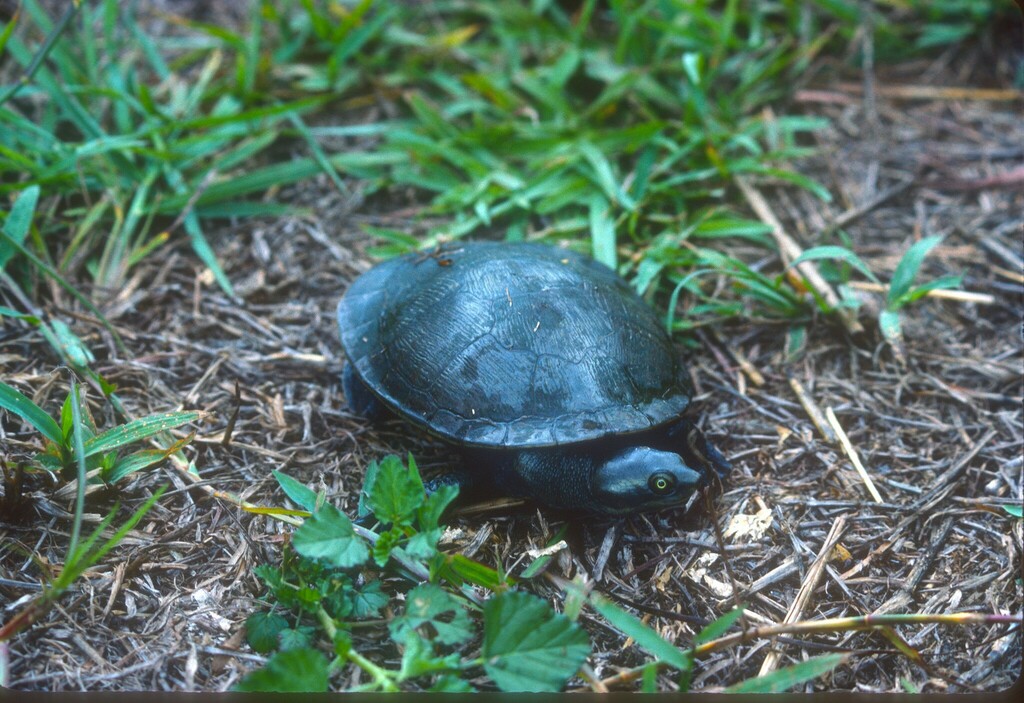 Krefft's River Turtle from Eubenangee Swamp National Park, Eubenangee ...