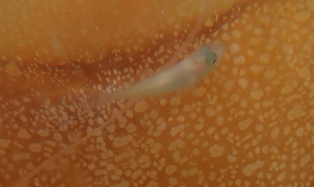 Ragfish (Icichthys australis) — Centrolophidae
