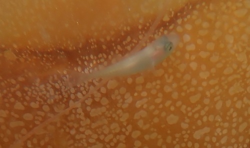 Ragfish (Icichthys australis) — Centrolophidae