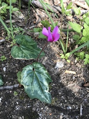 Cyclamen repandum