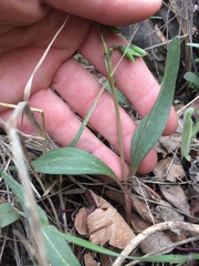 Claytonia rosea