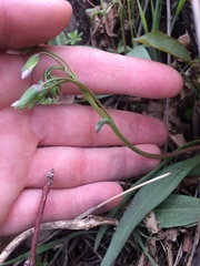 Claytonia rosea
