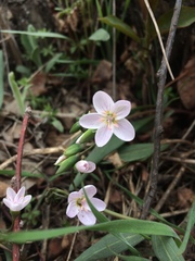 Claytonia rosea