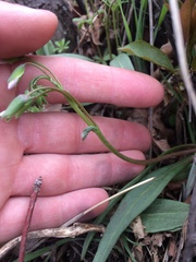 Claytonia rosea