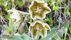 Fritillaria purdyi