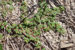Euphorbia cordifolia
