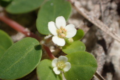Euphorbia cordifolia