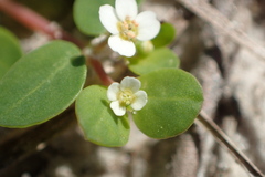 Euphorbia cordifolia