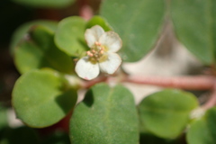 Euphorbia cordifolia