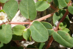 Euphorbia cordifolia