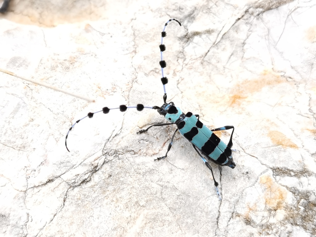 Rosalia lameerei