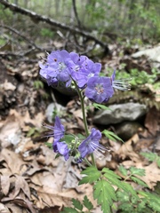 Phacelia bipinnatifida