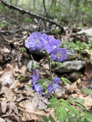 Phacelia bipinnatifida