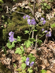 Phacelia bipinnatifida