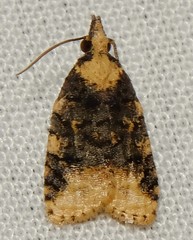 Platynota flavedana