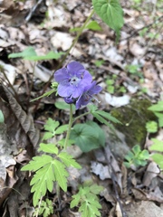 Phacelia bipinnatifida