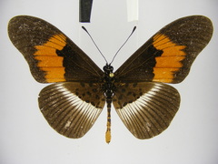Acraea formosa