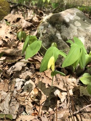 Uvularia