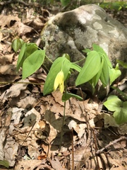 Uvularia