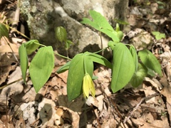 Uvularia