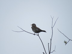 Turdus pilaris