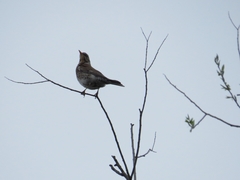 Turdus pilaris