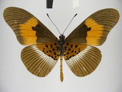 Acraea formosa