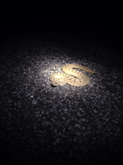 Crotalus cerastes cerastes