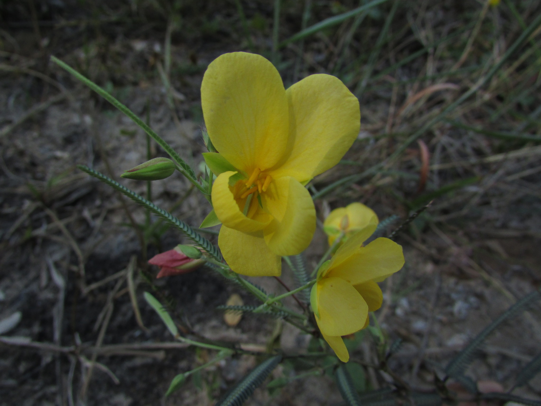 Chamaecrista flexuosa var. flexuosa