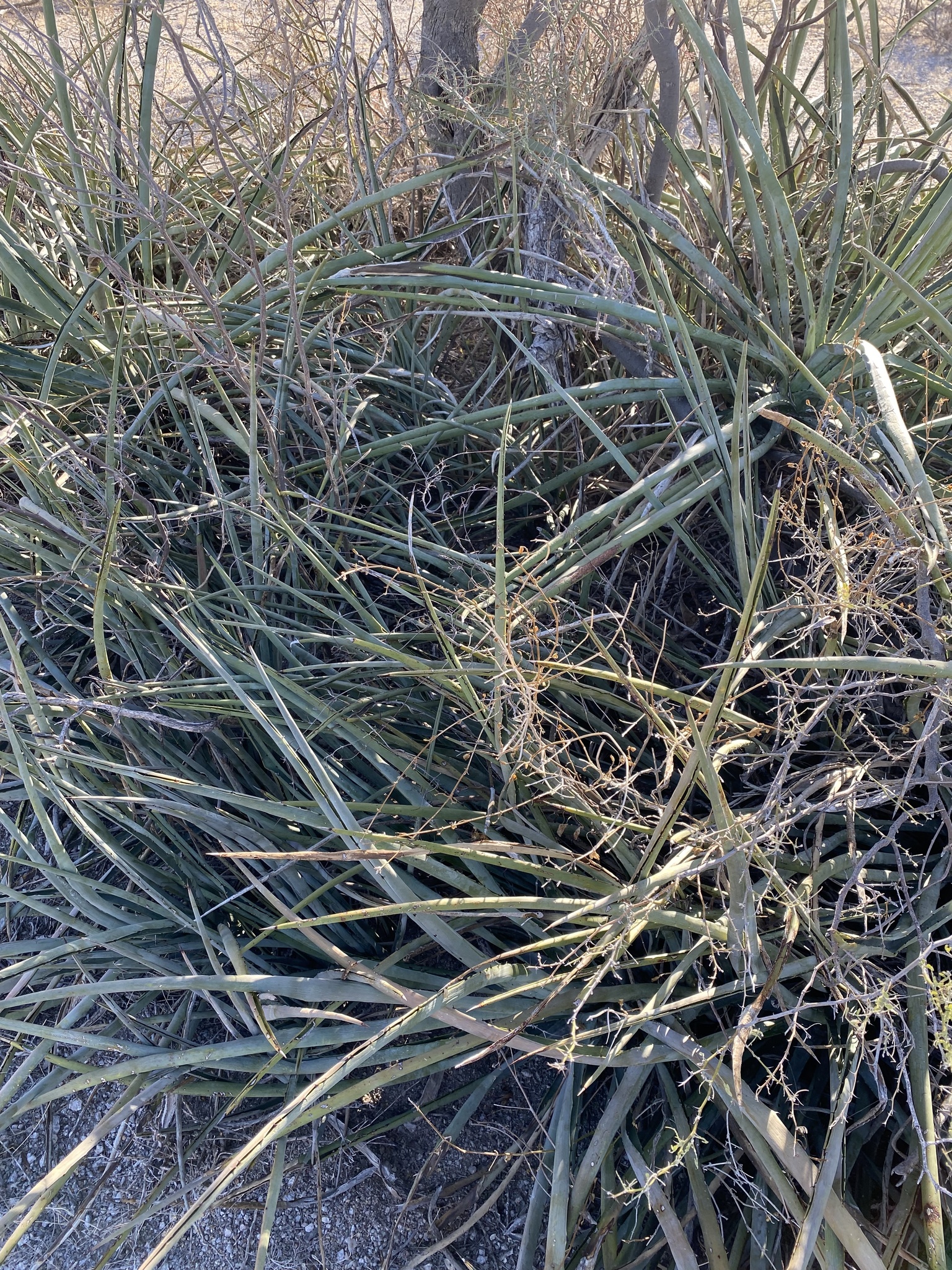 Imagem de Sisal