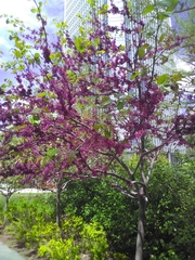 Cercis canadensis