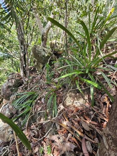 Image of Cymbidium finlaysonianum by (c) Richard Dimon, some rights reserved (CC BY)