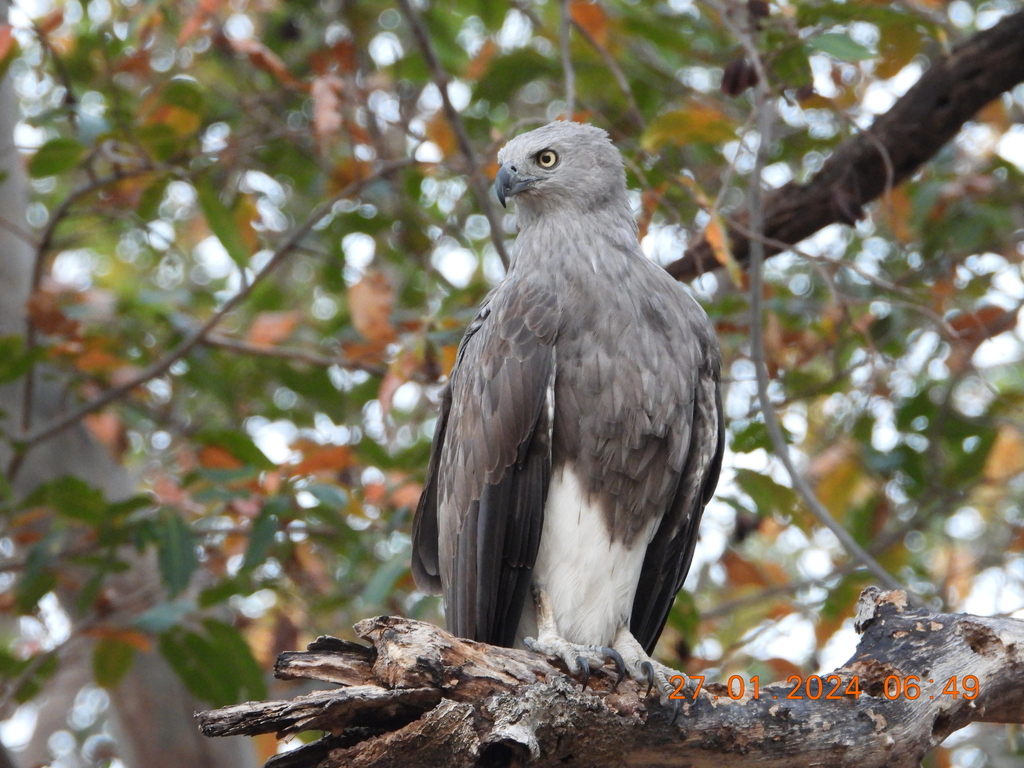 Lesser Fish-Eagle (Icthyophaga humilis) photo