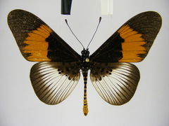 Acraea ducarmei