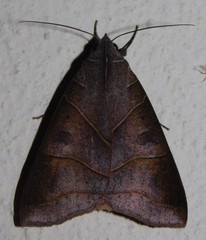 Thyas rubricata